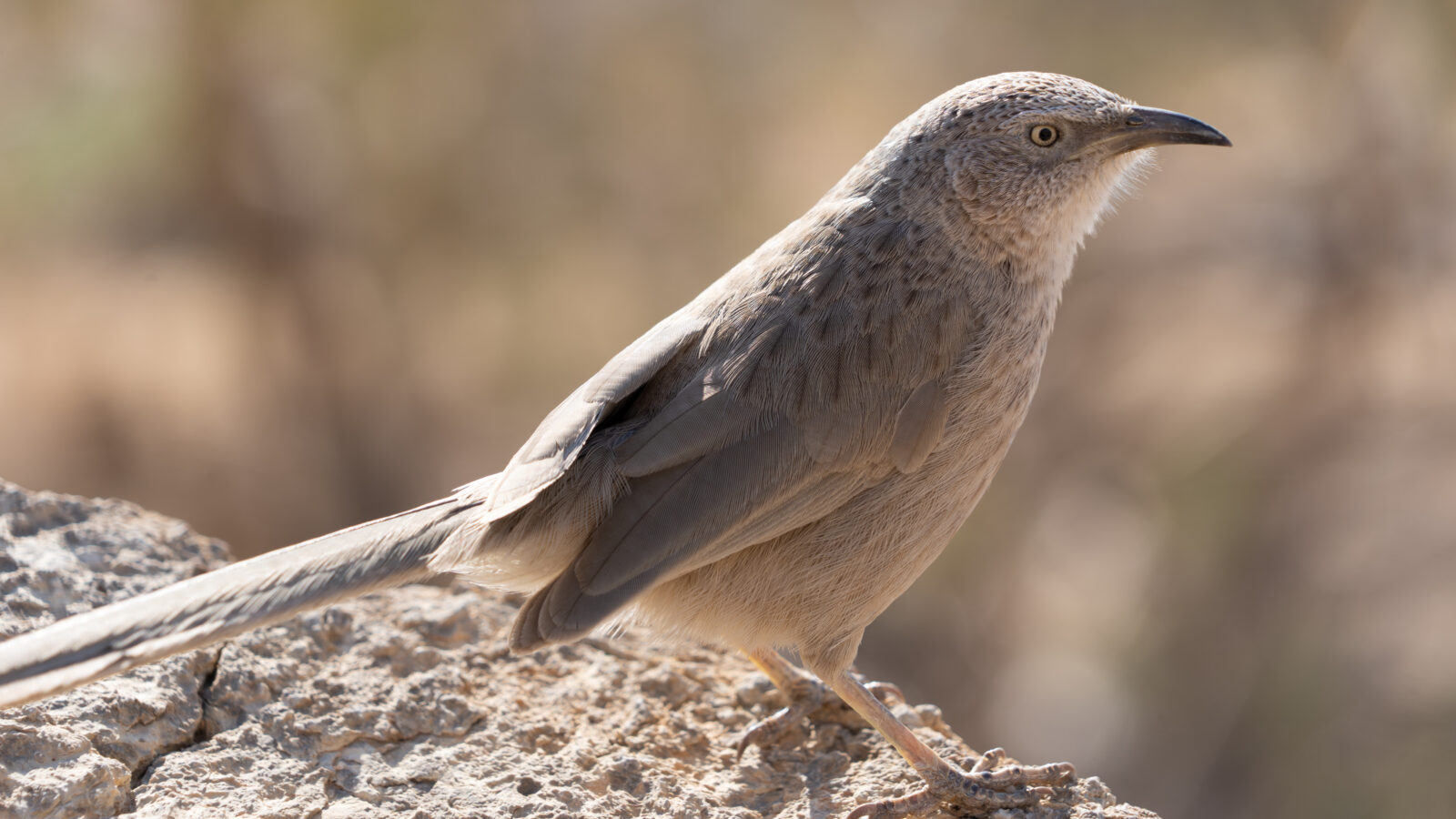 Arabian Babbler