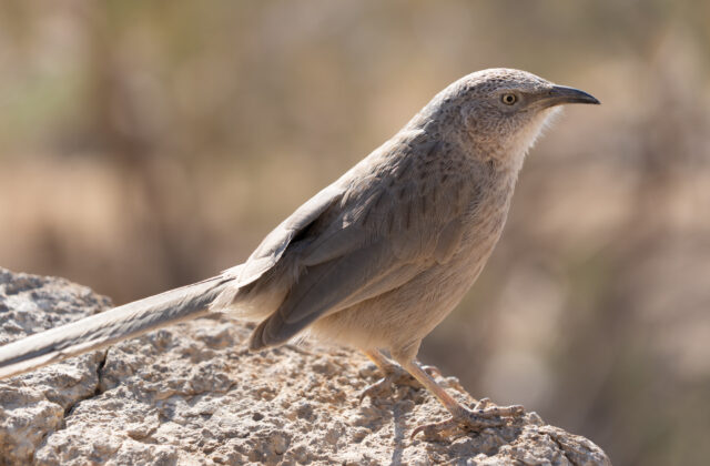 Arabian Babbler