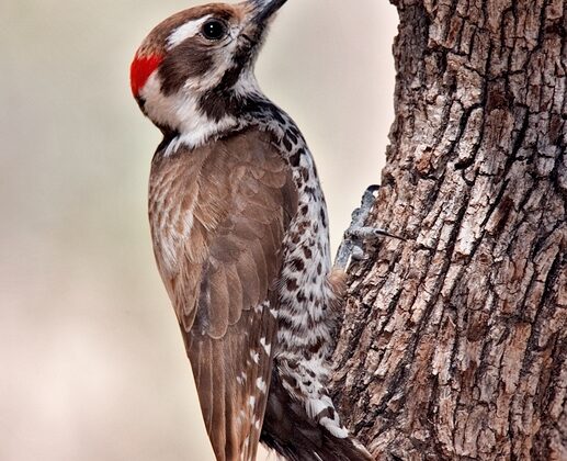 Arizona Woodpecker
