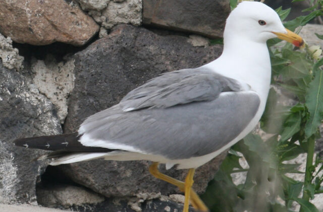 Armenian Gull