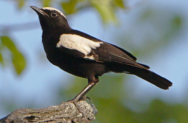 Arnot’s Chat