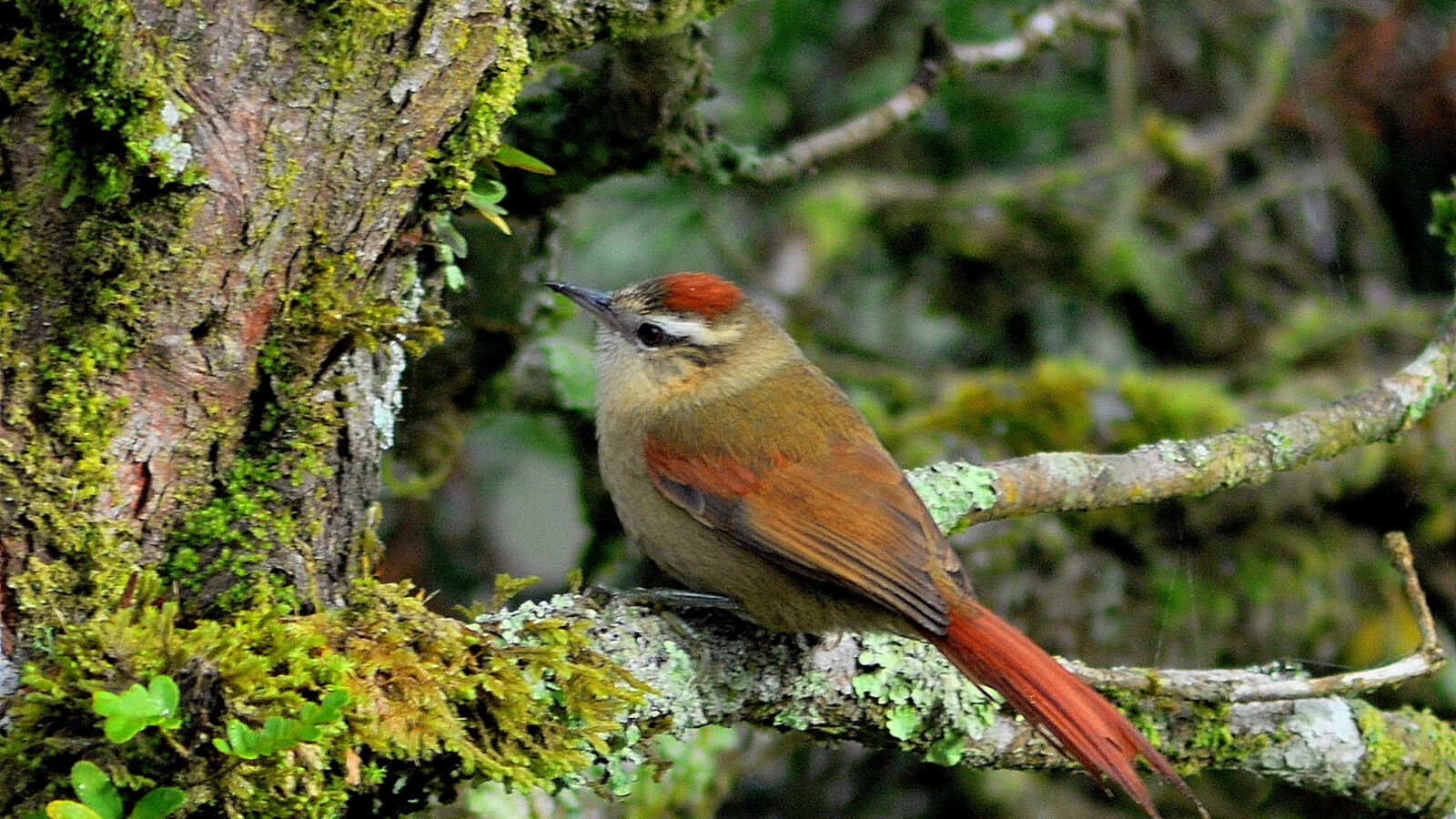 Pallid Spinetail