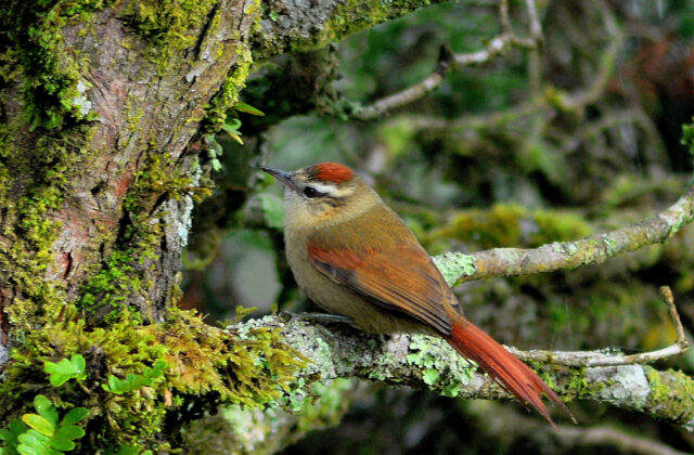 Pallid Spinetail