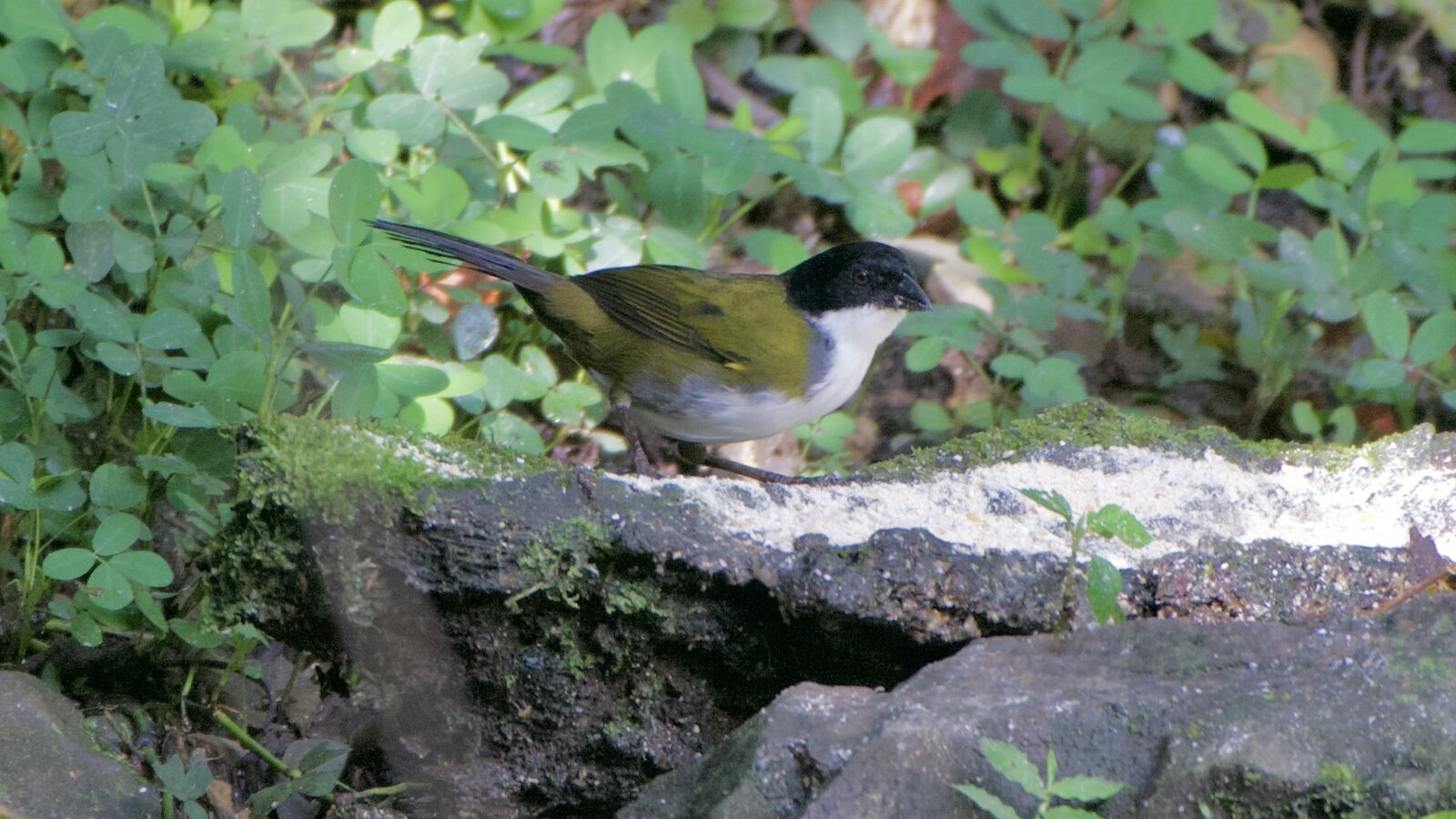 Black-headed Brushfinch