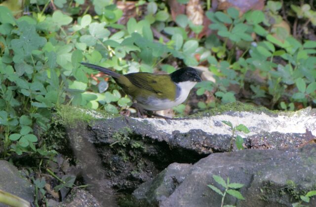 Black-headed Brushfinch