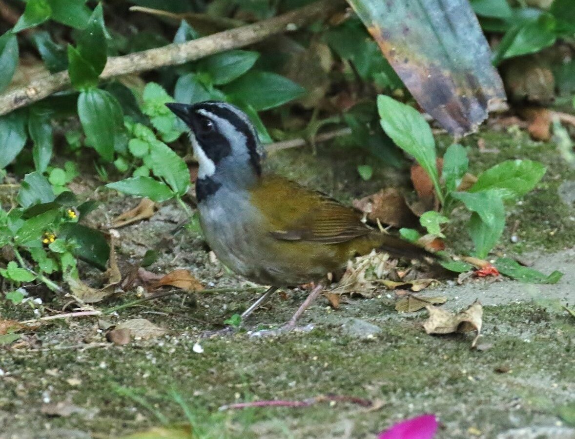 Sierra Nevada Brushfinch