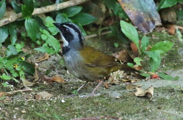 Sierra Nevada Brushfinch