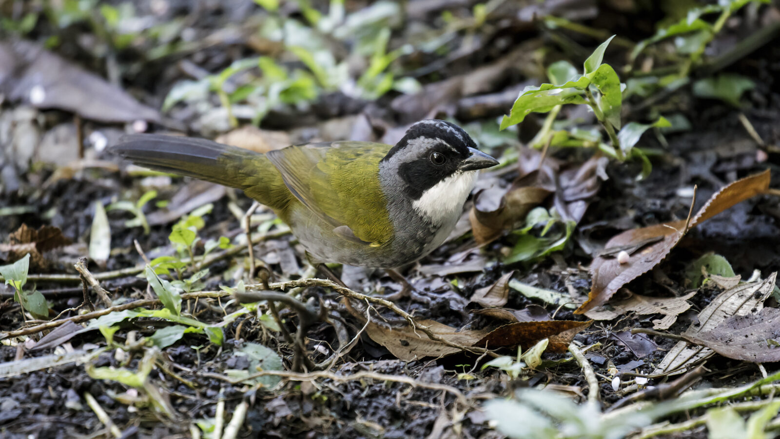 Costa Rican Brushfinch