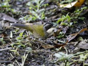 Costa Rican Brushfinch