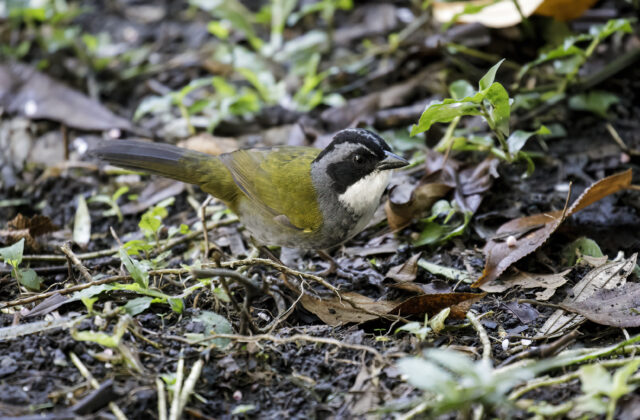 Costa Rican Brushfinch