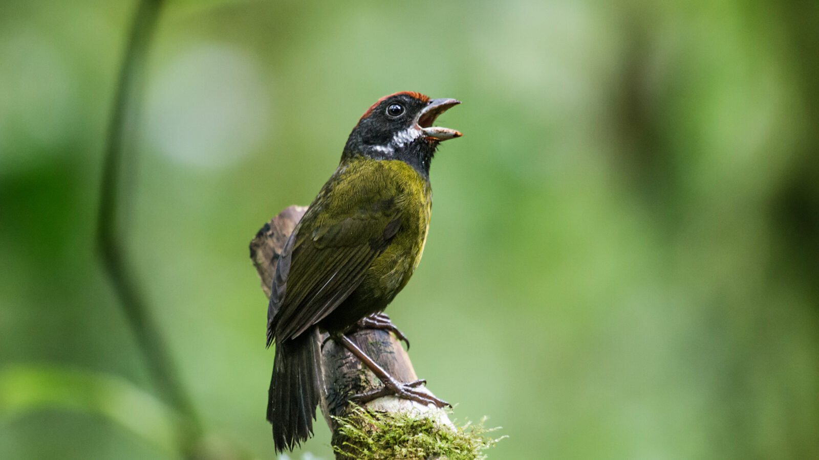 Sooty-faced Finch