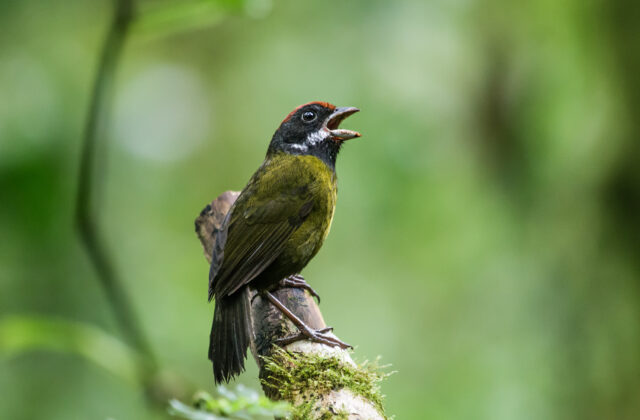 Sooty-faced Finch