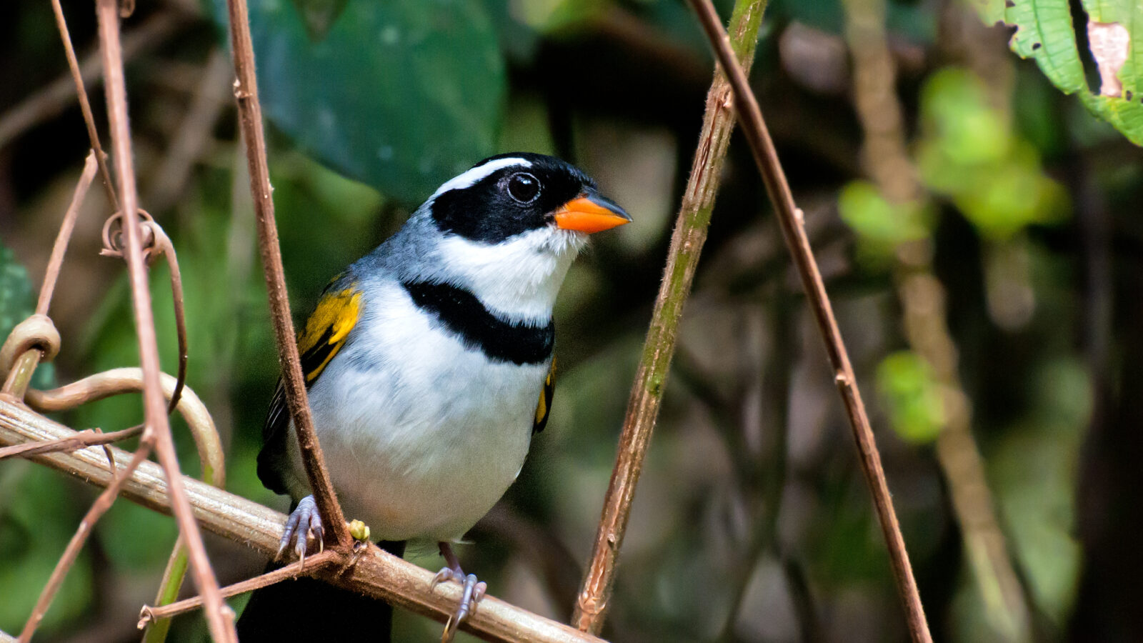 Saffron-billed Sparrow