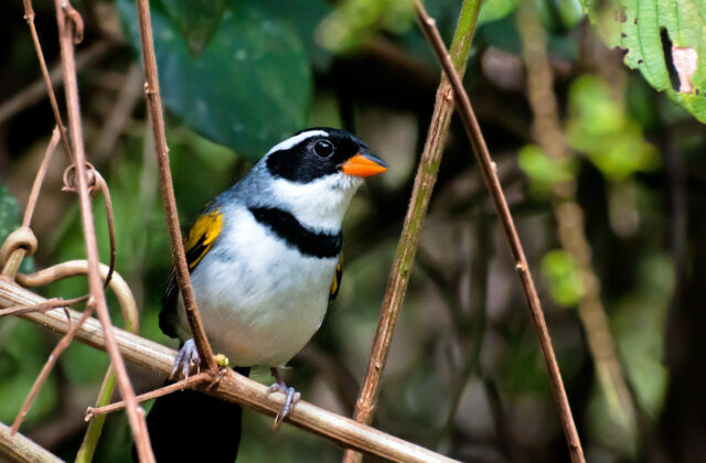 Saffron-billed Sparrow