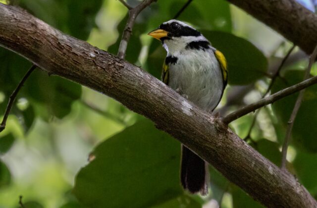 Sao Francisco Sparrow