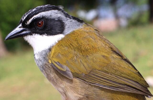 Perija Brushfinch