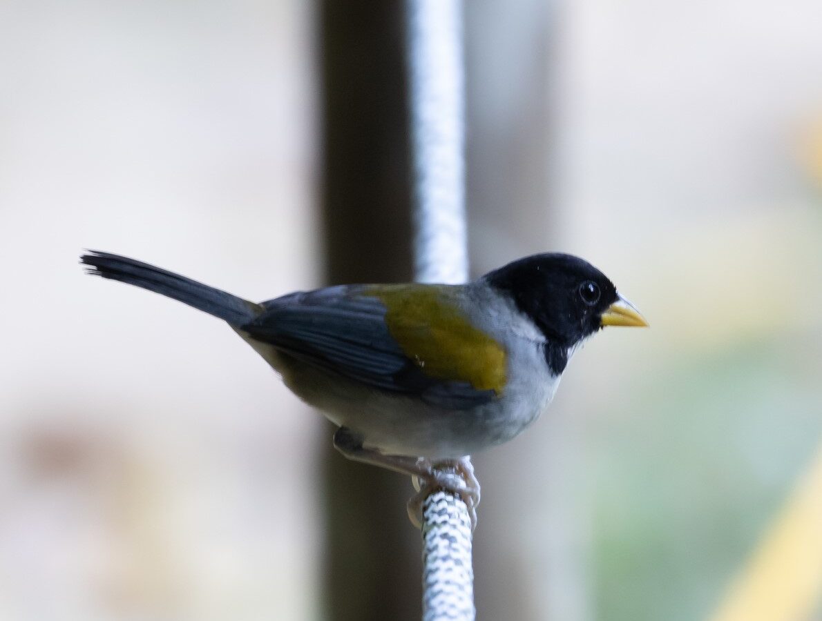 Golden-winged Sparrow