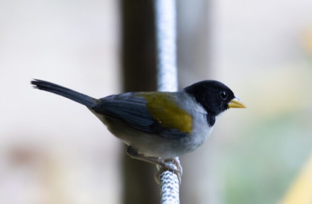 Golden-winged Sparrow