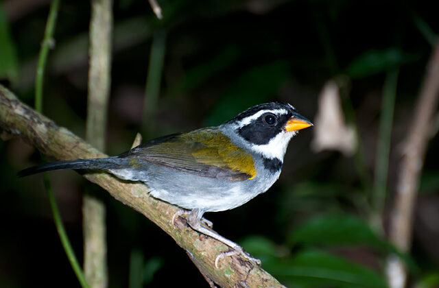 Half-collared Sparrow