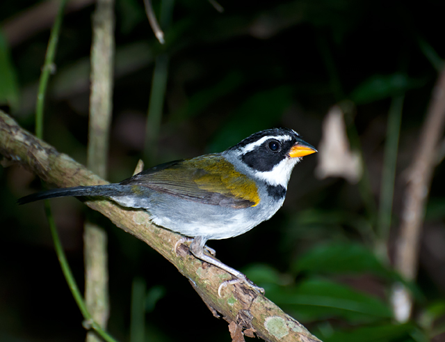 Half-collared Sparrow