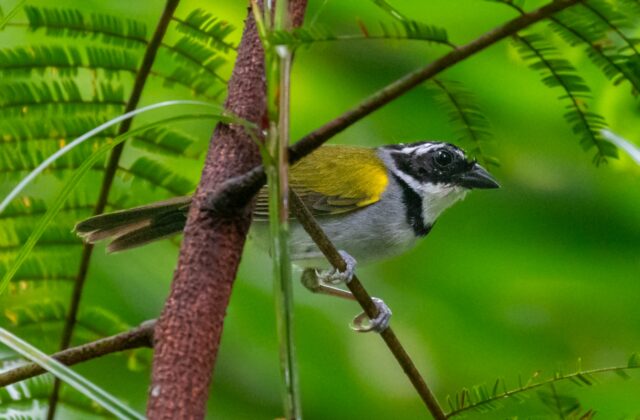 Pectoral Sparrow
