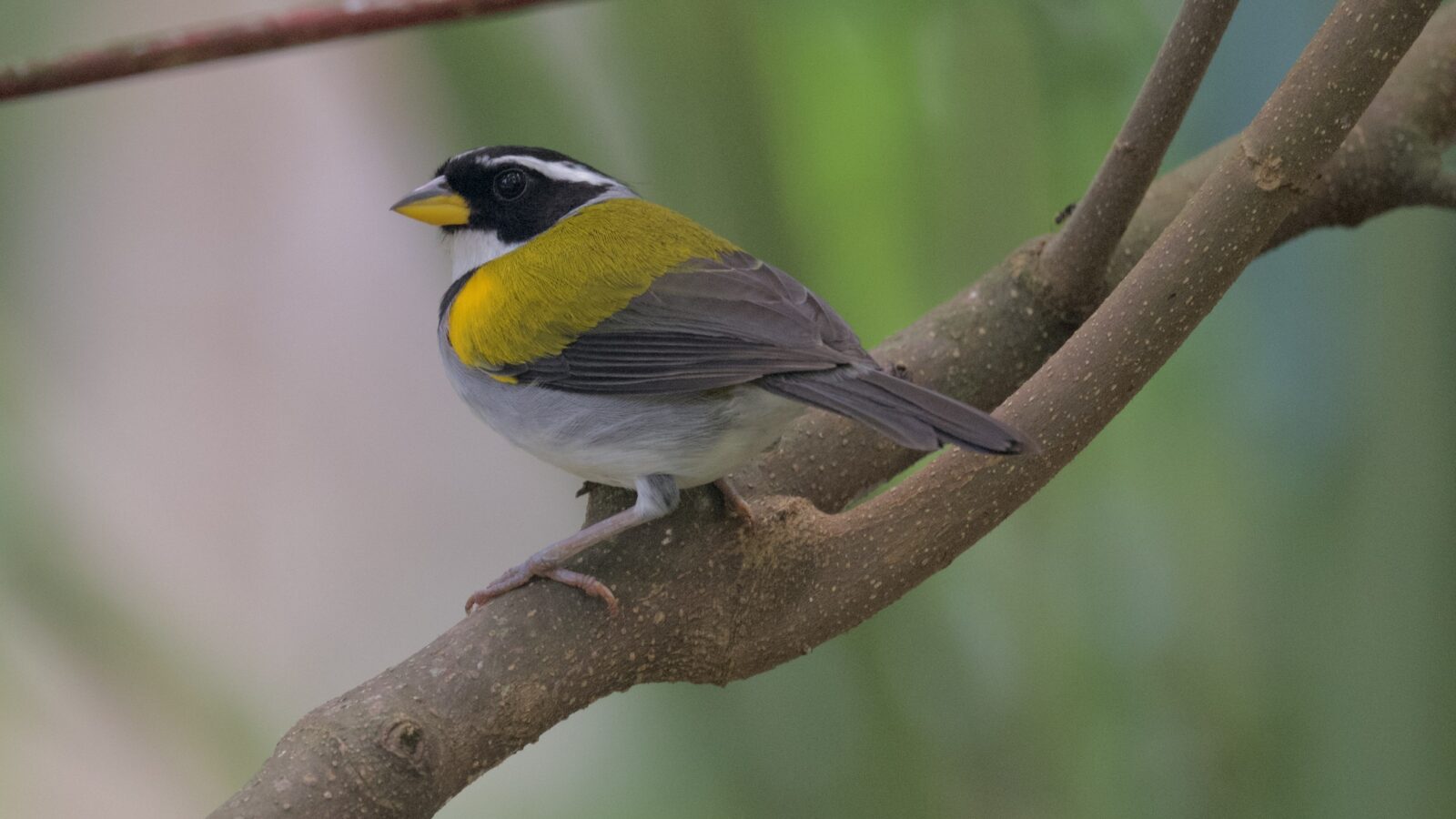 Yellow-mandibled Sparrow