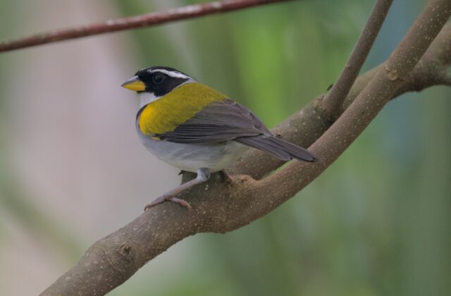 Yellow-mandibled Sparrow