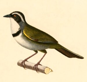 White-browed Brushfinch