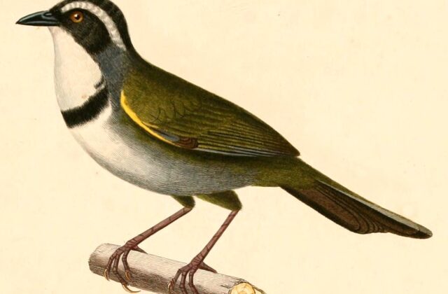 White-browed Brushfinch