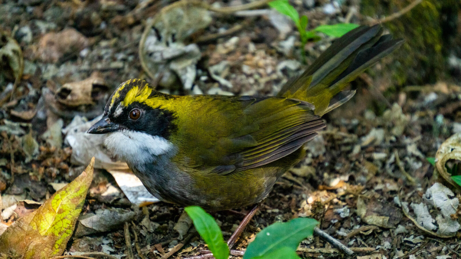 Green-striped Brushfinch