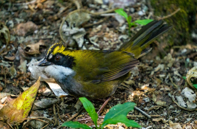 Green-striped Brushfinch