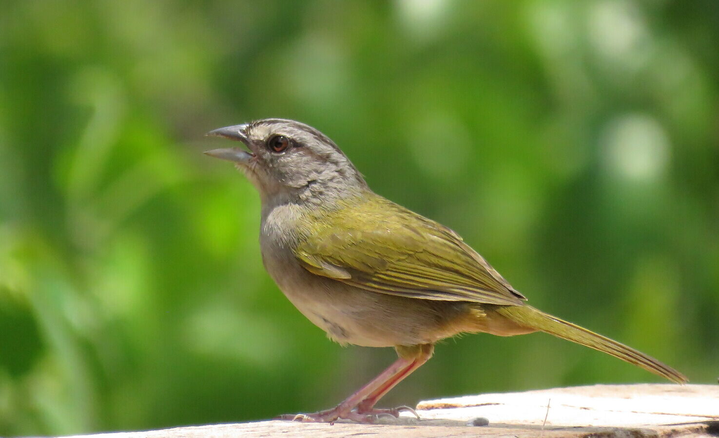 Green-backed Sparrow