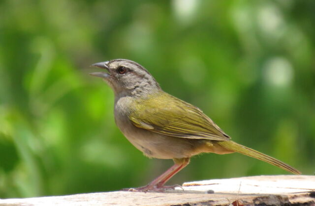 Green-backed Sparrow
