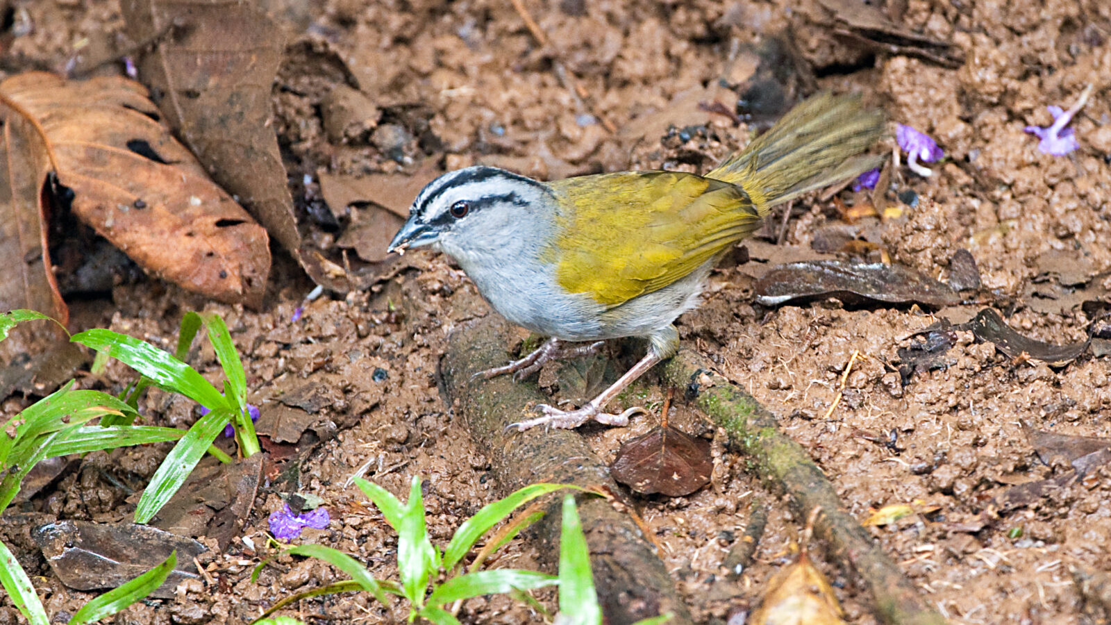 Black-striped Sparrow