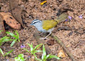 Black-striped Sparrow