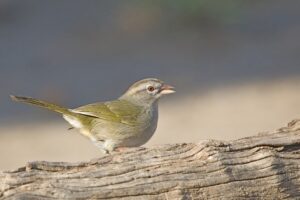 Olive Sparrow