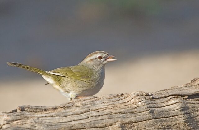 Olive Sparrow