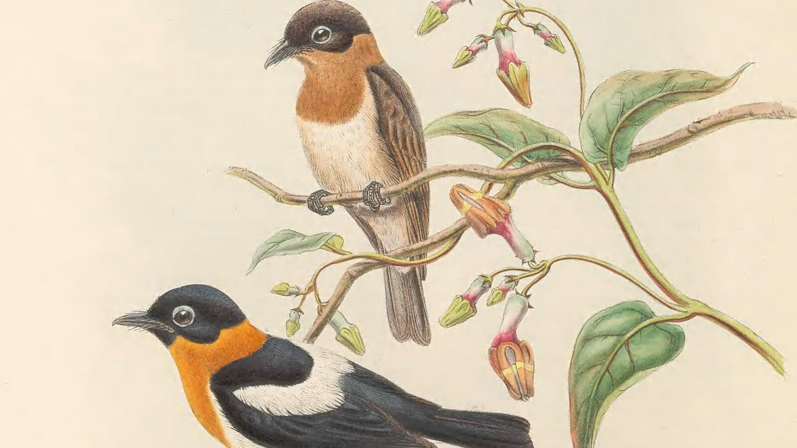 Ochre-collared Monarch
