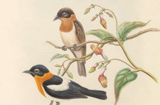 Ochre-collared Monarch