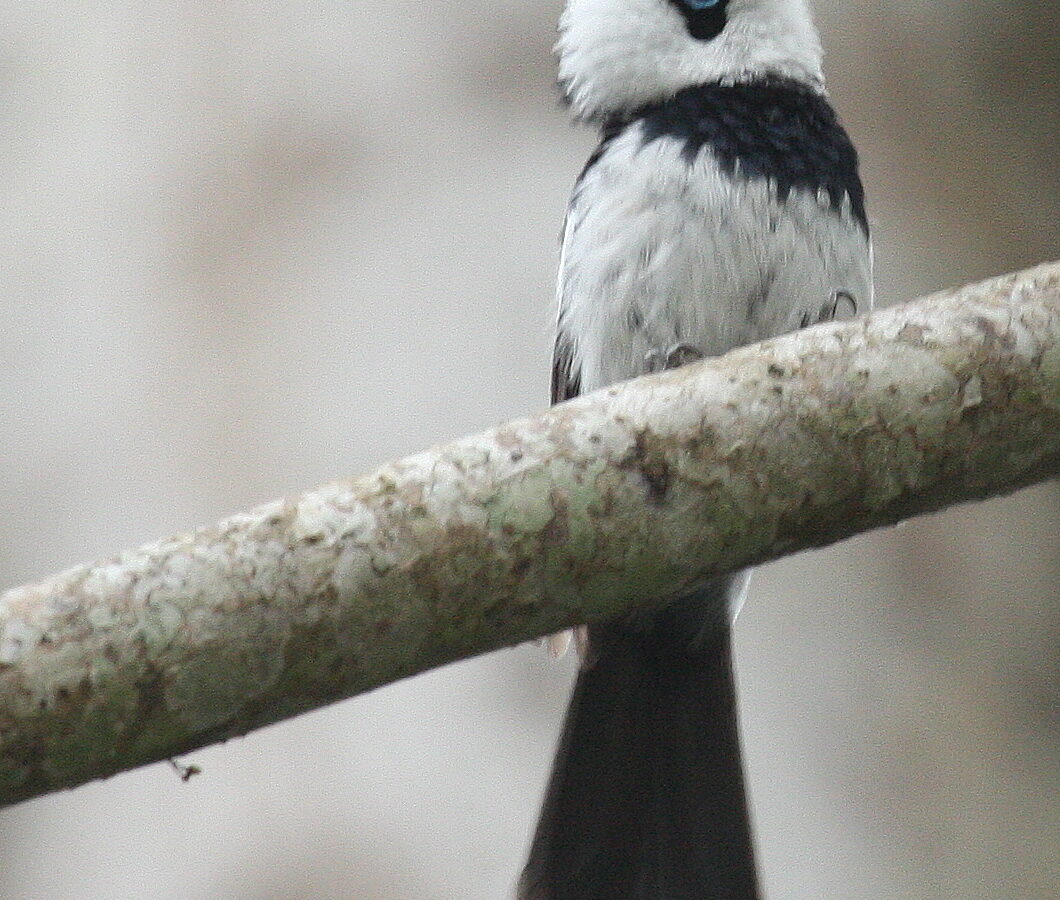 Pied Monarch