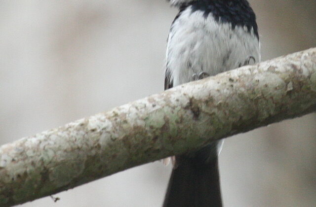 Pied Monarch
