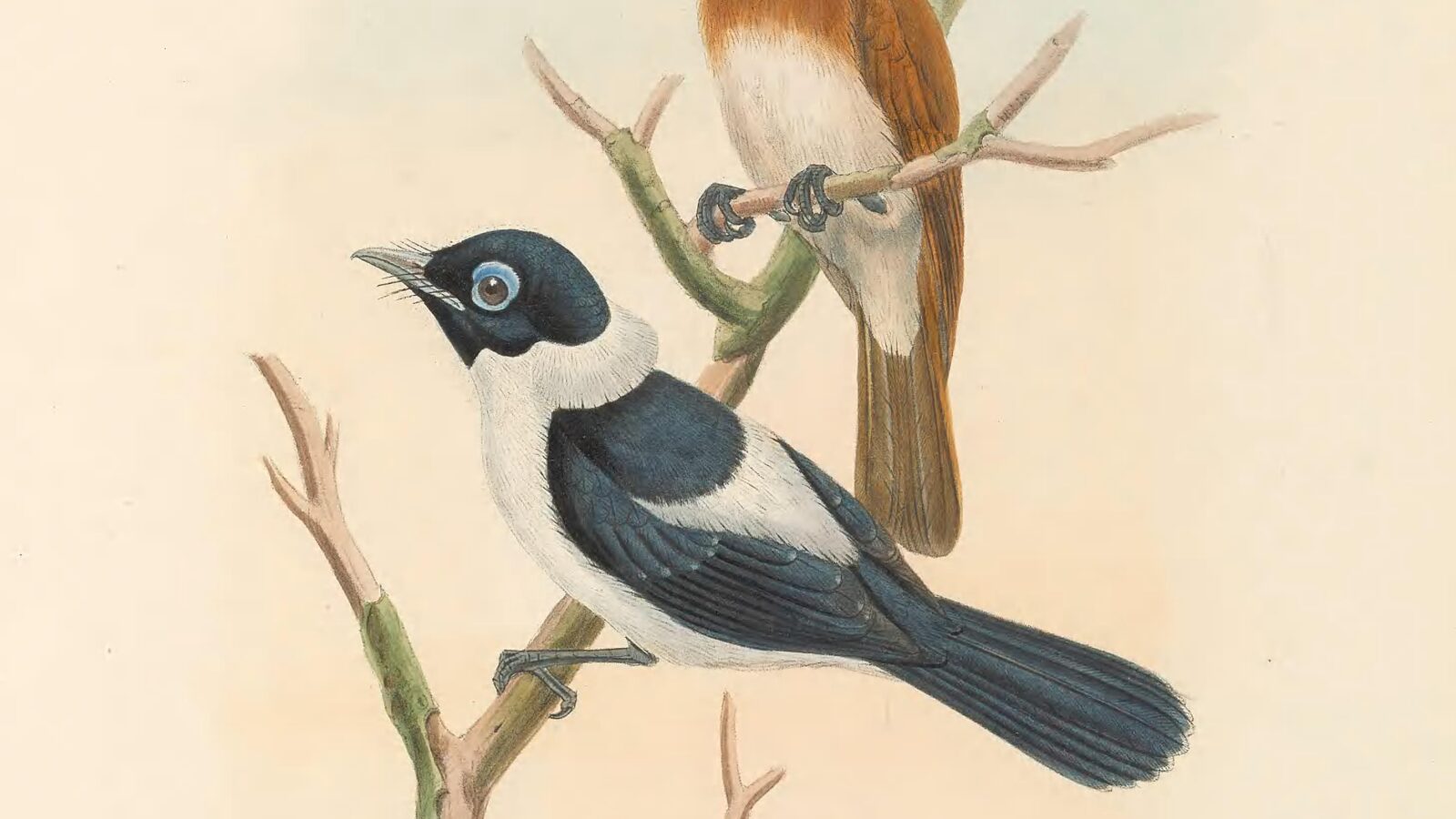 Frilled Monarch