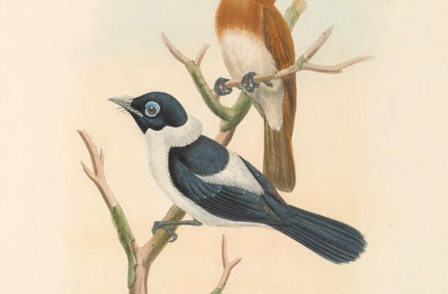 Frilled Monarch
