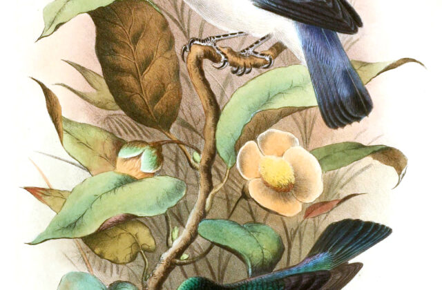 Comoro Blue Vanga