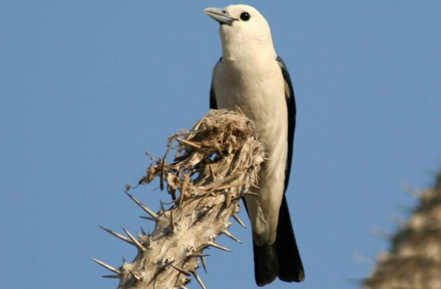 White-headed Vanga