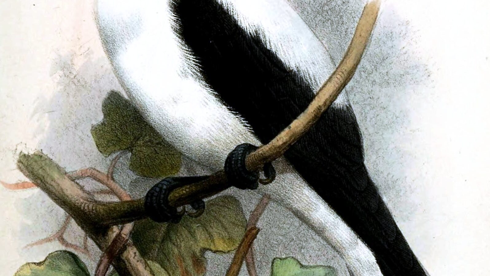 White-backed Woodswallow