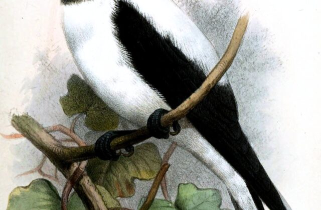 White-backed Woodswallow