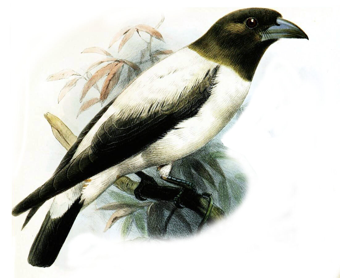 Ivory-backed Woodswallow