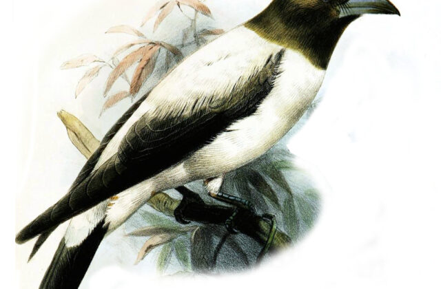 Ivory-backed Woodswallow