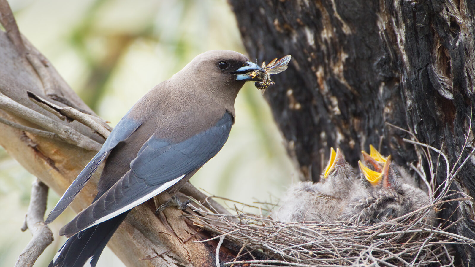 Dusky Woodswallow
